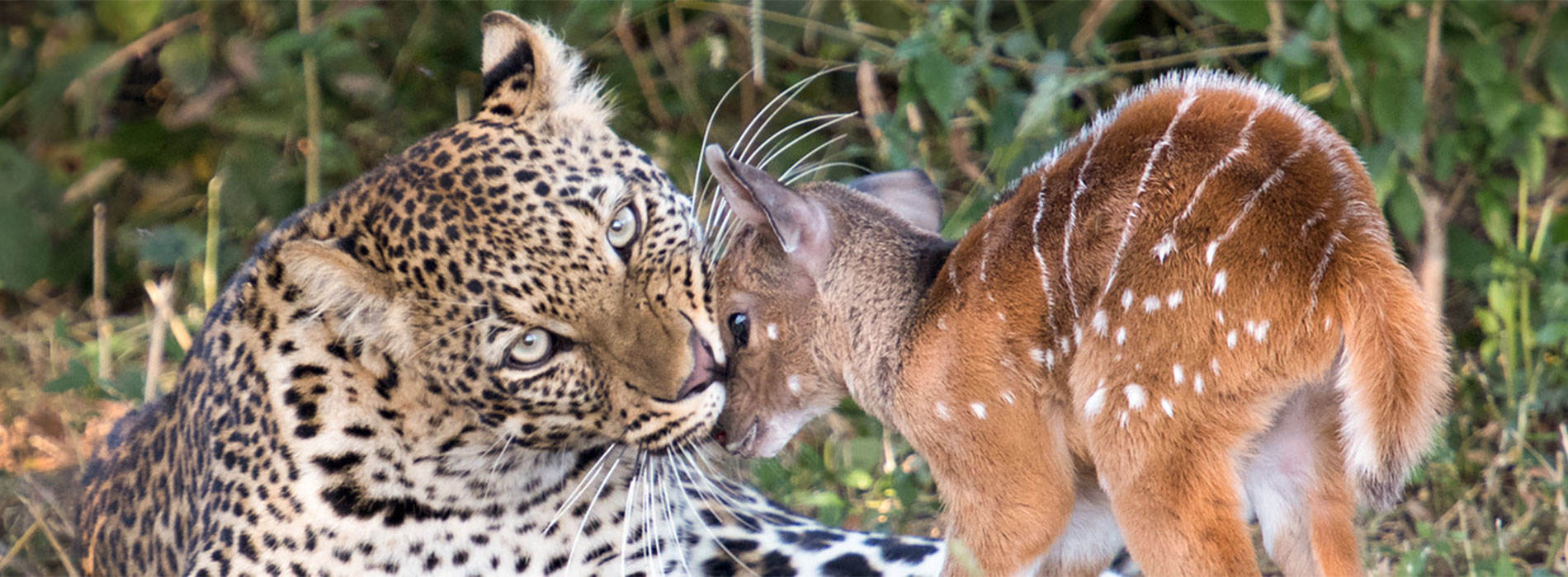 DSC0969 Edisandton 3