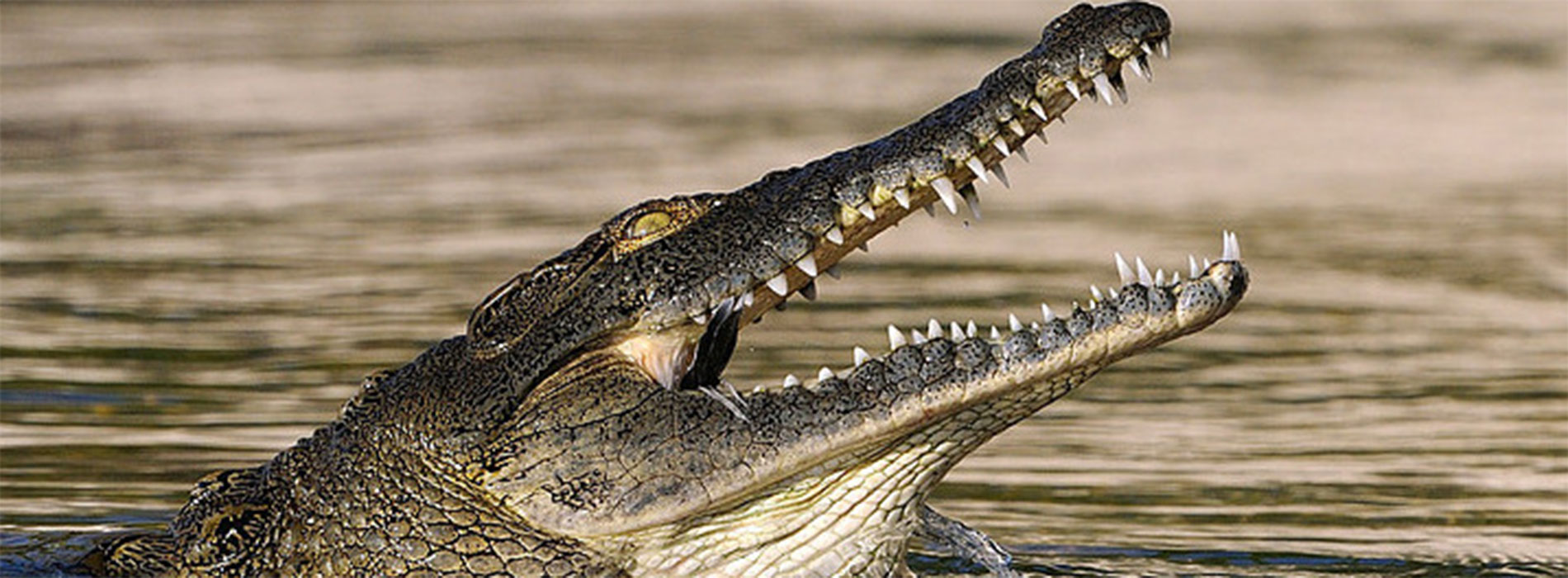 ff470d 5d616696c0784153b613f501279de525mv3